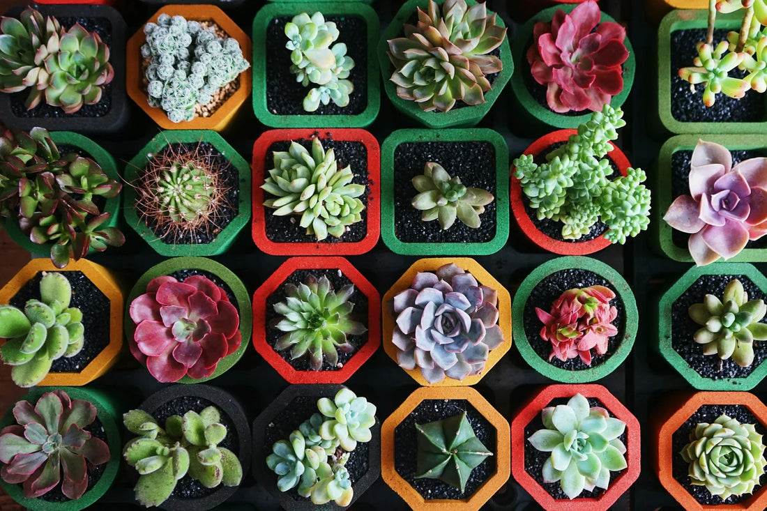 Plant Bingo
